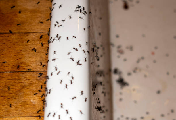 Best Pest Removal Services  in Stanley, WI